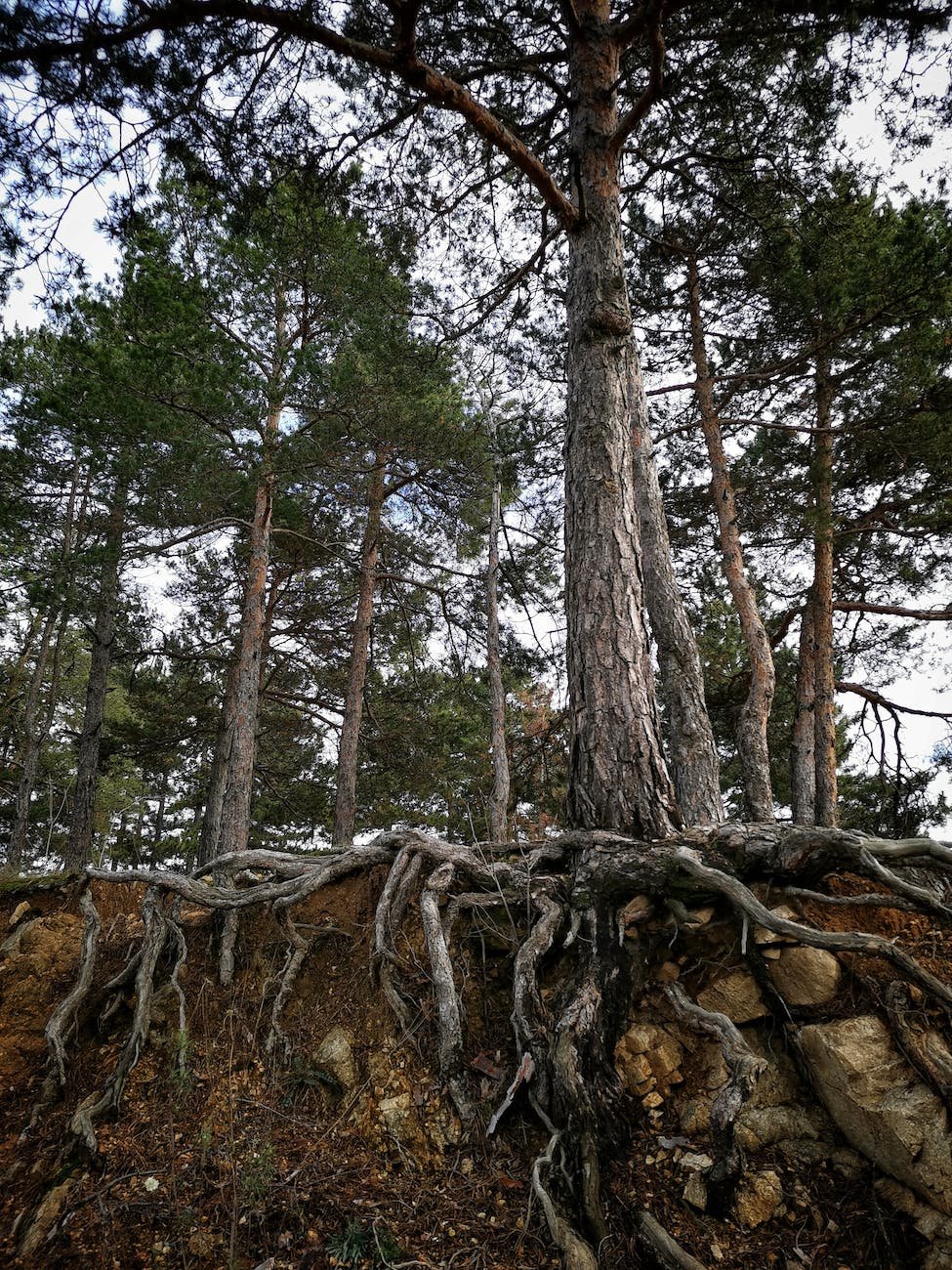 tree with big brown roots on soil - deep bound roots, radical acceptance