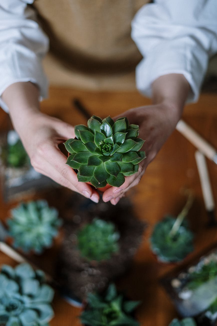 person holding green succulent plant