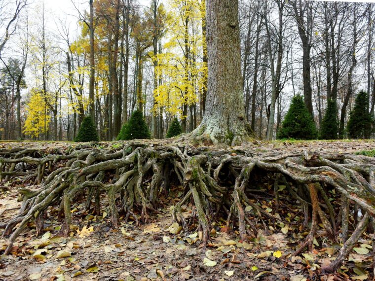 roots of an old tree