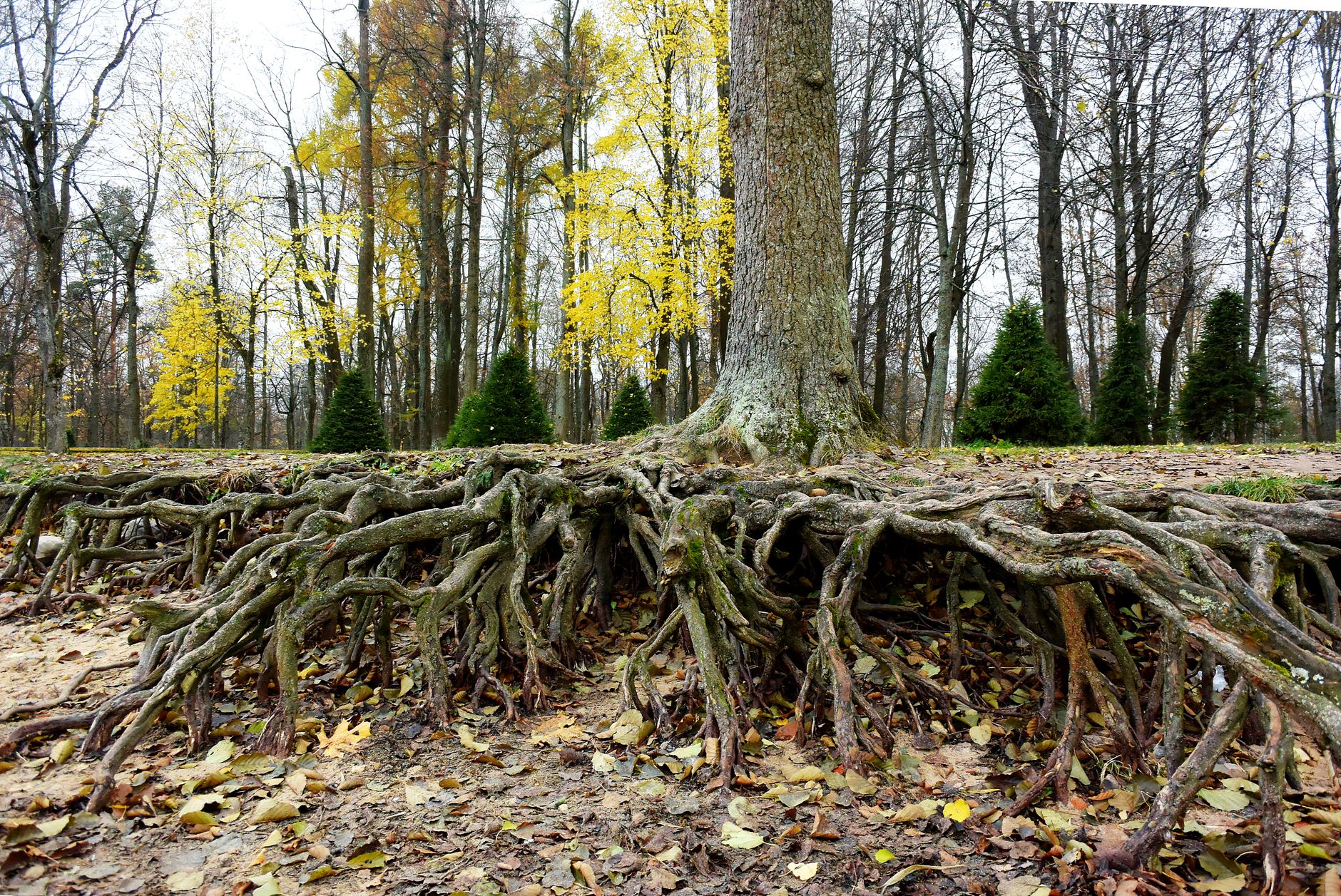 roots of an old tree - radical acceptance low demand parenting